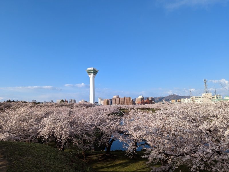 五稜郭公園の桜11