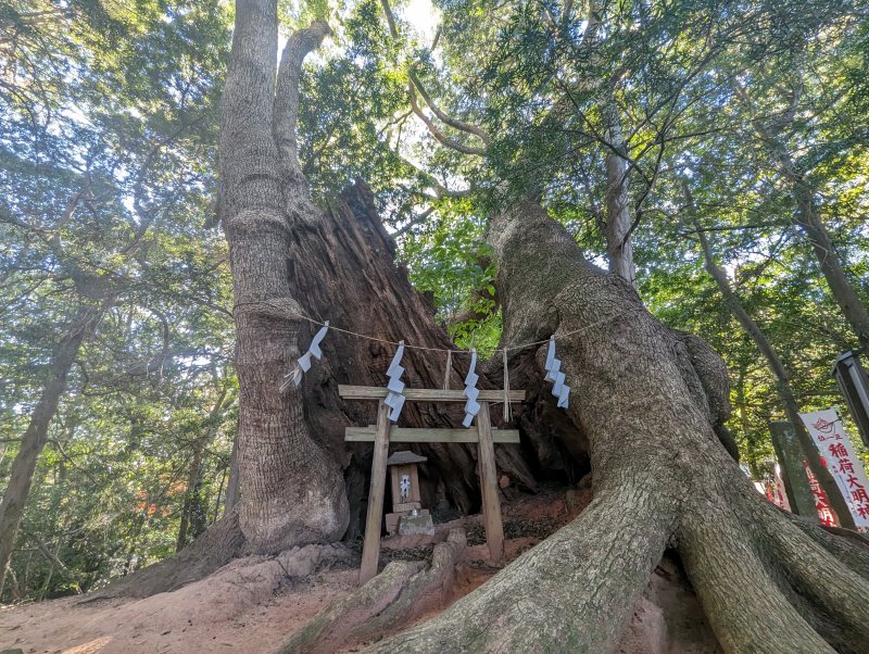 長門住吉神社 御神木の大楠 幹の空洞