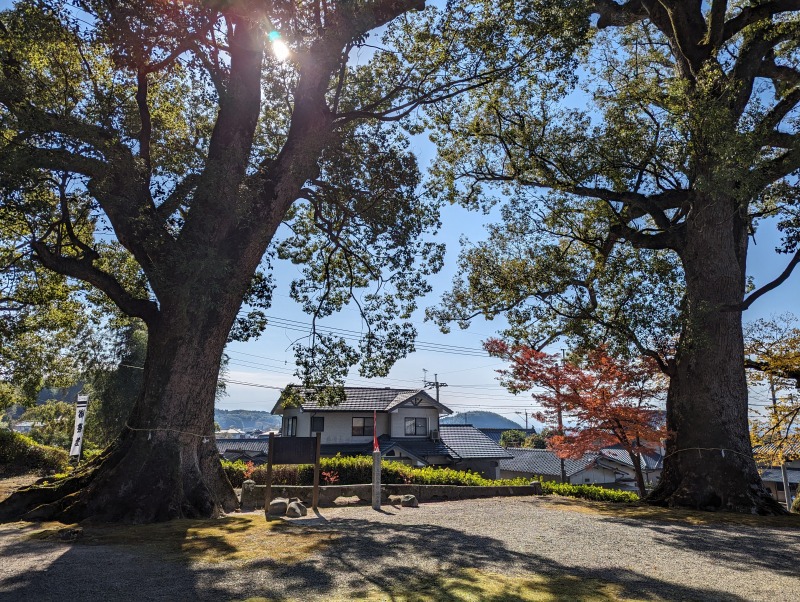 城野松尾神社 御神木のクスノキ