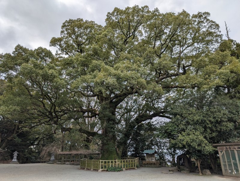 高良大社の樹齢数百年の大楠と境内を歩く神鶏