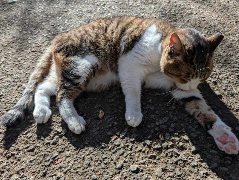 唐沢山城跡でくつろぐ猫