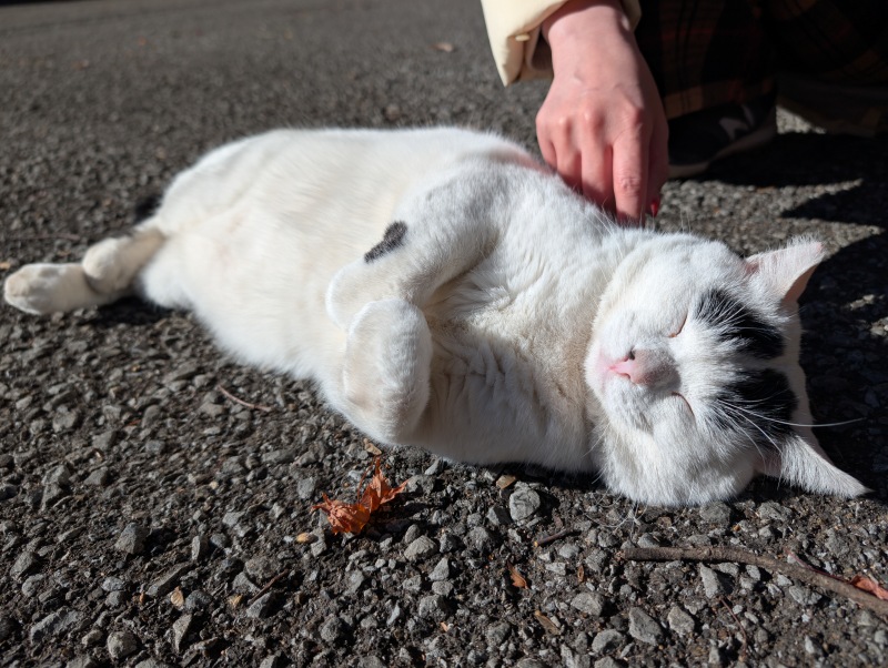 唐澤山神社境内にいる地域猫