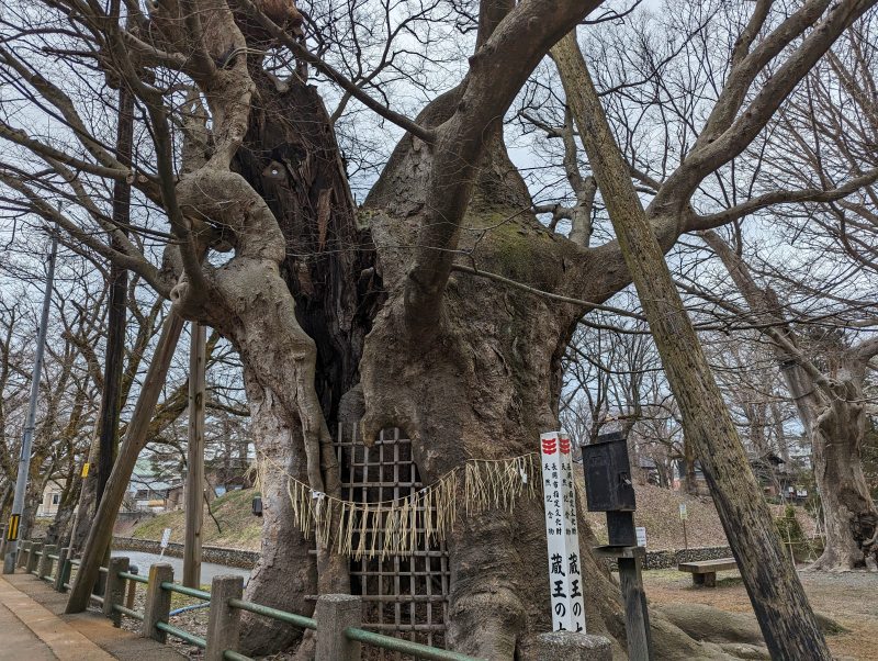 蔵王の大欅 金峯神社の御神木