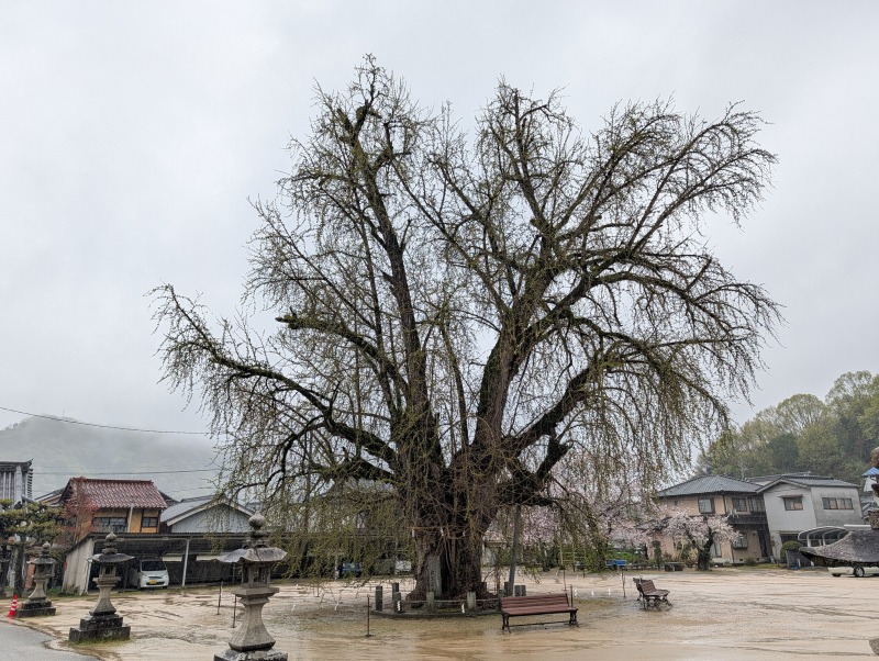 備後一宮 吉備津神社 大公孫樹