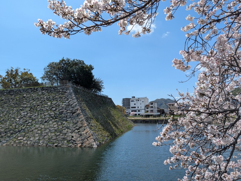 堀越しに見る三原城天守台と桜の景観
